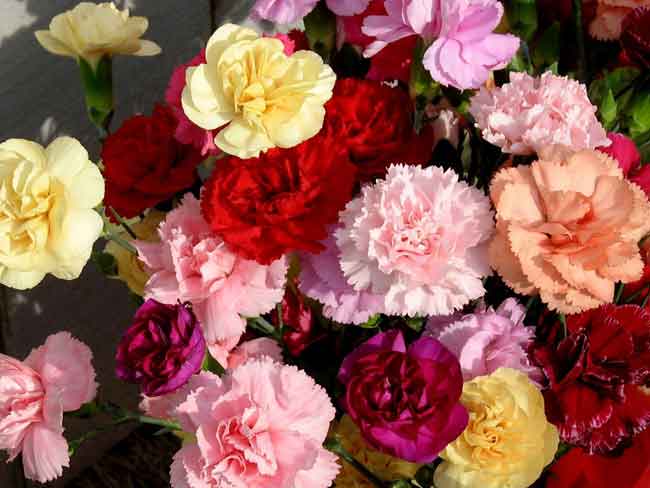Ý nghĩa hoa cẩm chướng xinh đẹp qua từng màu sắc