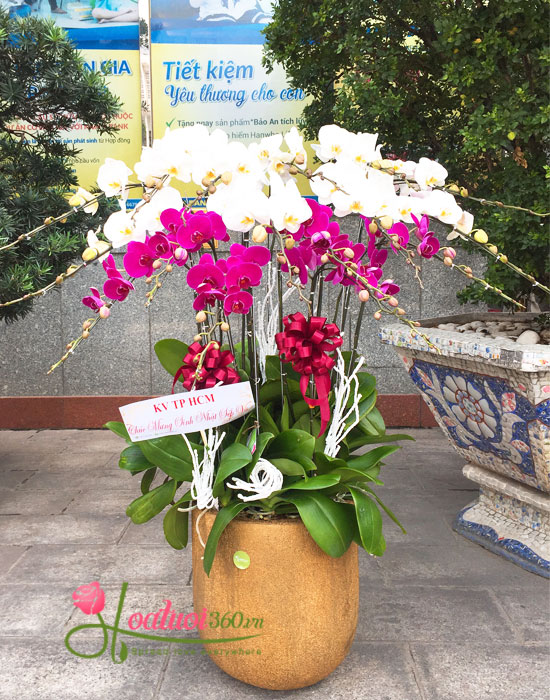 Hồ điệp tím tại shop hoa tươi Biên Hòa