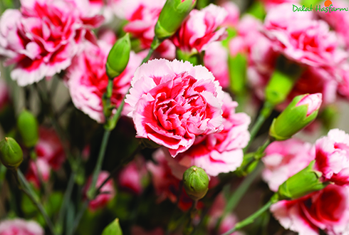 Hoa cẩm chướng hoa chúc mừng 20-10 dành tặng cho người phụ nữ
