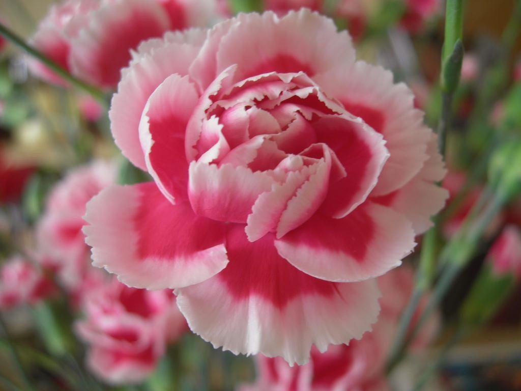 Hoa Cẩm Chướng đẹp  Những hình ảnh hoa Cẩm Chướng đẹp nhất