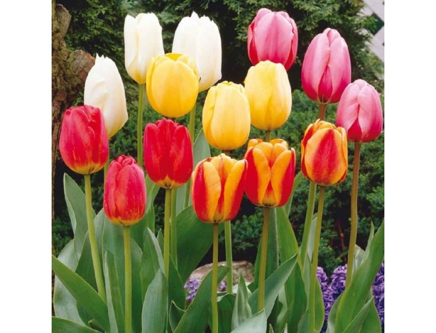 hoa-tulip hoa-tulip