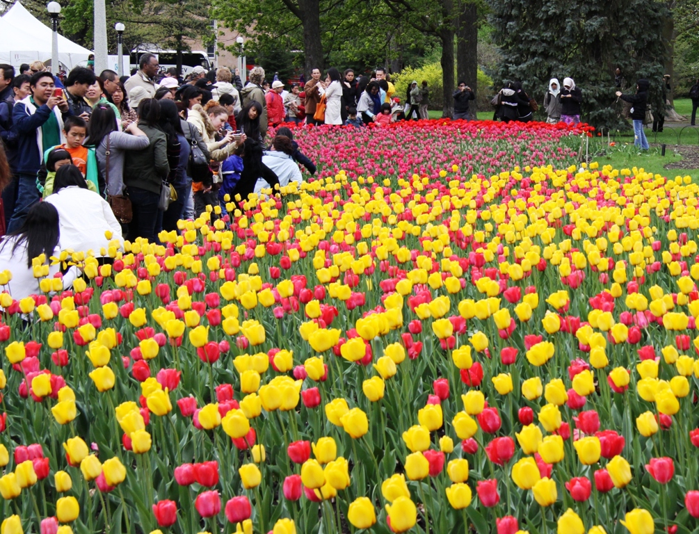 hoa-tulip hoa-tulip