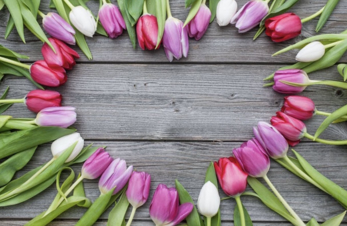hoa-tulip hoa-tulip