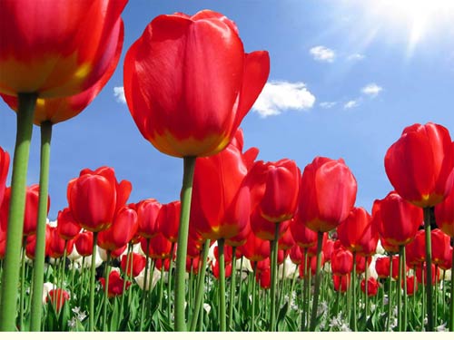 Một số lưu ý khi trồng và chăm sóc hoa tulip đỏ