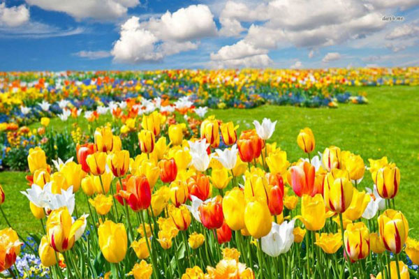 Hoa tulip mang vẻ đẹp thuần khiết và thanh lịch