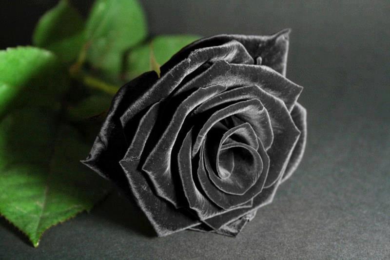 Hoa hồng nhung đen - sự huyền bí