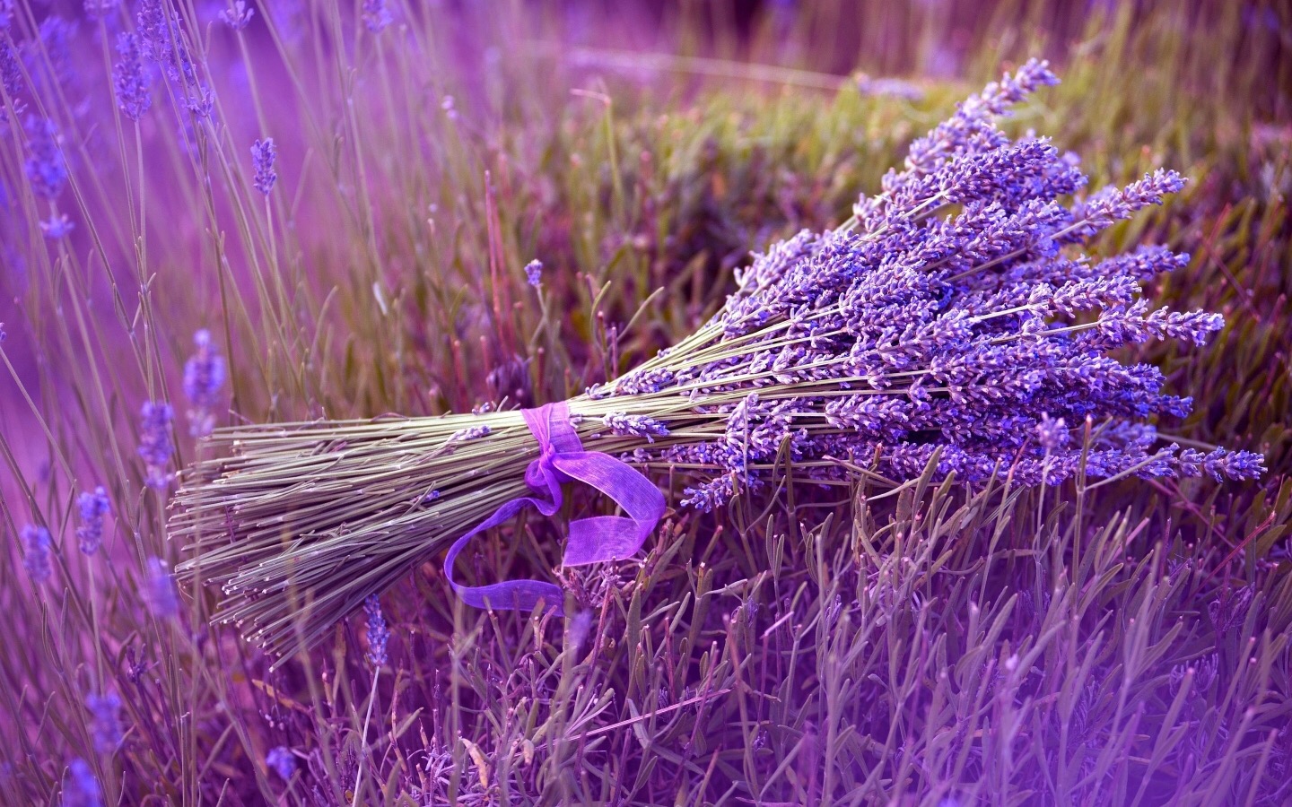 Ý Nghĩa Hoa Oải Hương  Lavender Và Những Hình Ảnh Đẹp Lãng Mạn