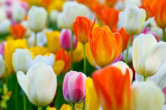 Sự tích hoa tulip