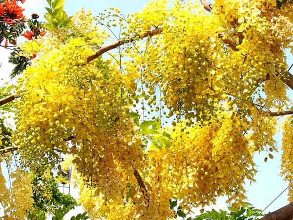 Bọ Cạp vàng là một trong những tên các loại hoa có màu vàng được yêu thích nhất