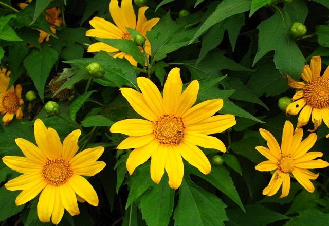 Dã quỳ vàng cũng là loài hoa được dùng để tỏ ý thán phục, yêu mến và quí trọng với những người có nội tâm phong phú