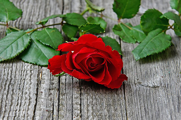 Thông điệp ý nghĩa từ hoa hồng đỏ
