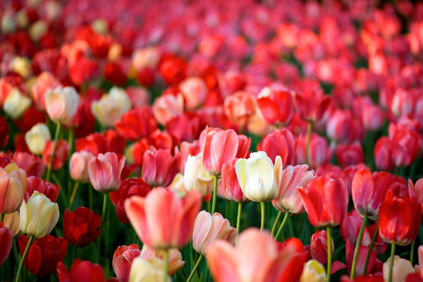 Hoa Tulip có xuất xứ từ Đế chế Ottoman, Thổ Nhĩ Kỳ