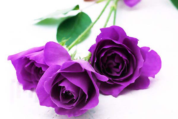 Hình ảnh hoa màu tím đẹp nhất