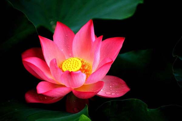 Hoa sen hồng biểu tượng của Phật giáo