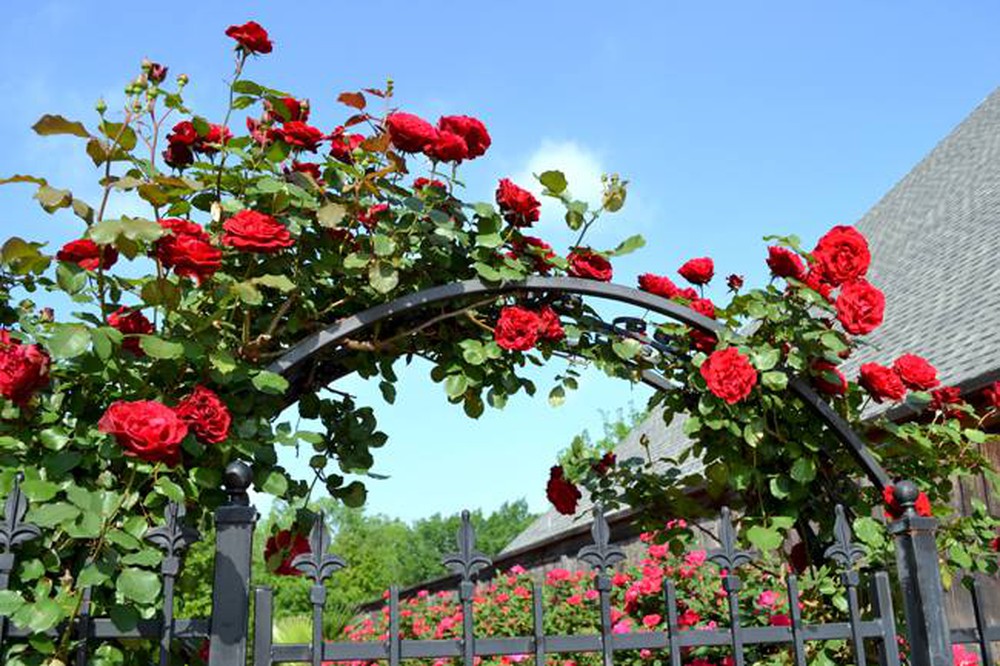 Top 9 loại hoa hồng leo dễ trồng và chăm sóc nhất -