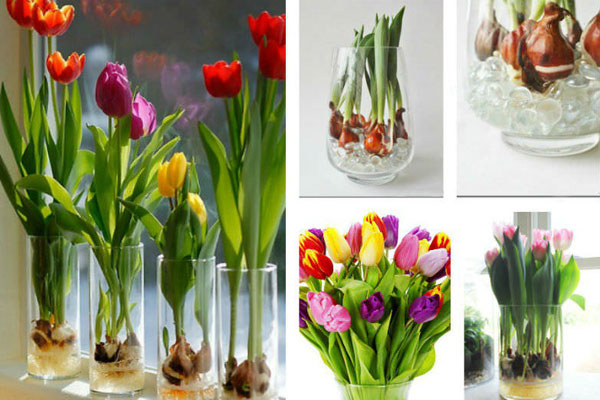 Trồng hoa tulip trong nước tại nhà vô cùng đơn giản