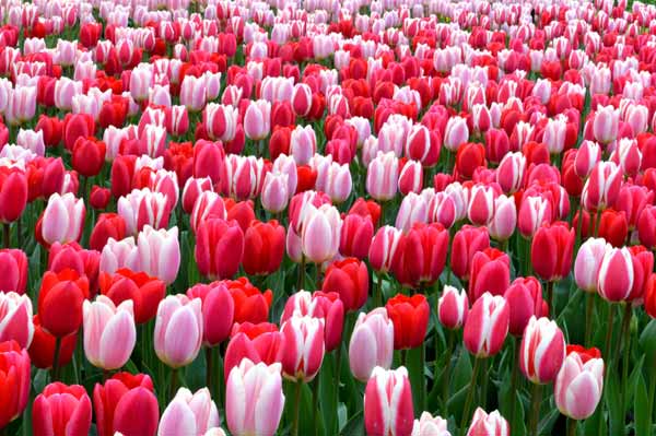 hình ảnh hoa tulip đẹp say đắm