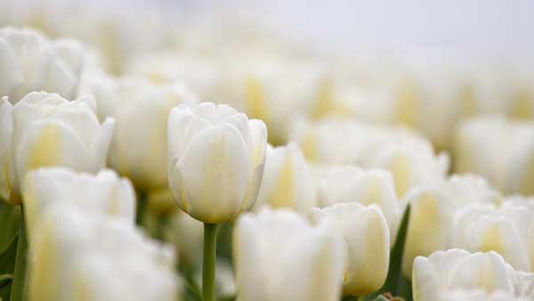 Hoa tulip trắng đẹp hiện nay