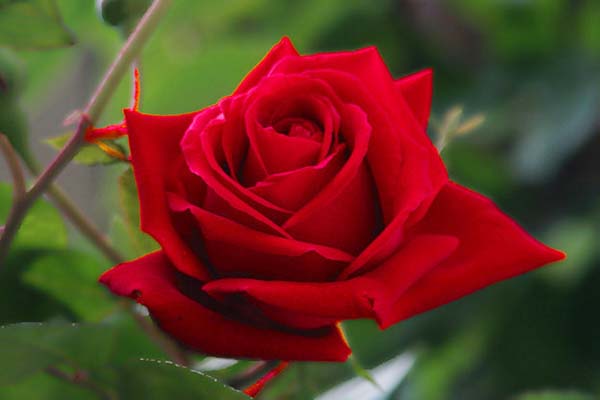 Hoa hồng đỏ tương trưng cho tình yêu 