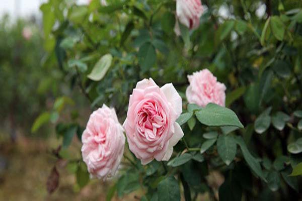 Hoa hồng cổ Văn Khôi với vẻ đẹp hút hồn
