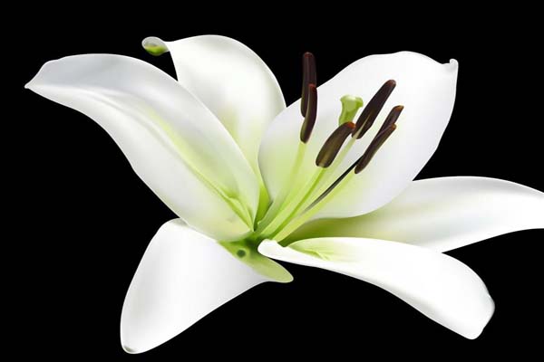 Vòng Hoa tang – Hoa chia buồn cho người đã khuất đầy ý nghĩa6