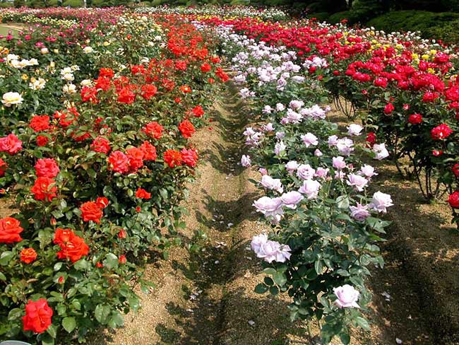 Khu vườn hoa hồng đỏ và hoa hồng khác