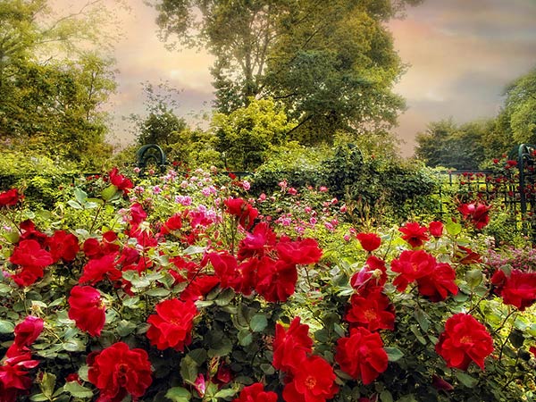 Vườn hoa hồng nhung đỏ Pháp