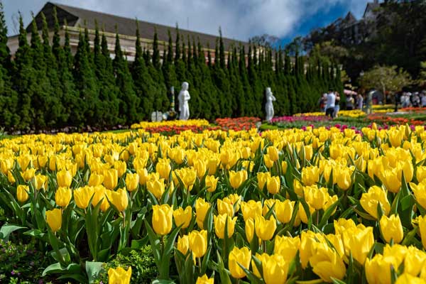 hoa tulip vàng sáng chói dưới ánh mặt trời