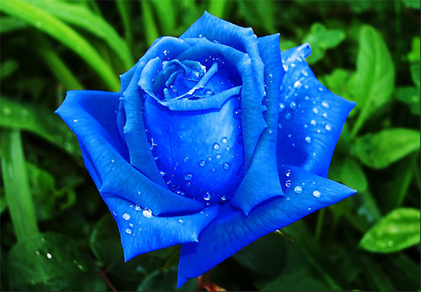 Hoa màu xanh dương rực rỡ, tựa như những cánh bướm nhỏ dịu dàng, dễ thương. Dù nó xuất hiện đơn thuần hay được kết hợp với các gam màu khác, chúng đều mang đến một sức hút không thể chối từ.