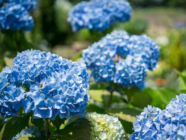 Ý nghĩa của các loài hoa màu xanh dương: Hoa màu xanh dương là biểu tượng của tình yêu và tình bạn. Chúng thể hiện sự tươi mới và sự trung thành. Mỗi loài hoa màu xanh dương mang ý nghĩa khác nhau, chẳng hạn như sự tôn trọng và sự thành công. Hãy xem ảnh liên quan để khám phá thêm về ý nghĩa của các loài hoa màu xanh dương.