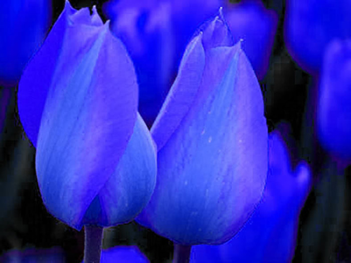 Hoa tulip xanh dương đẹp với vẻ đẹp tươi sáng và bí ẩn