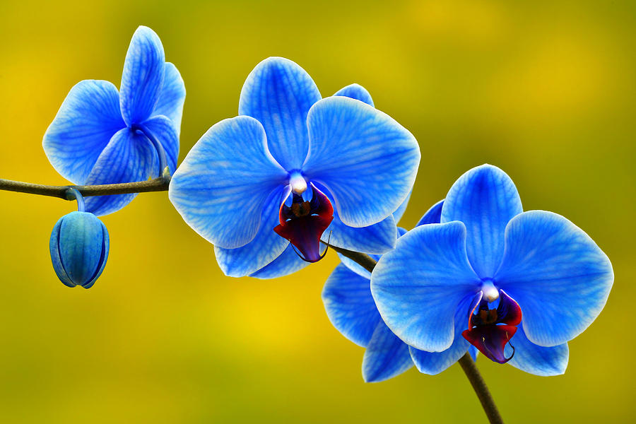 Hoa lan hồ điệp xanh dương thể hiện sự mạnh mẽ và sự thu hút cho người thân 