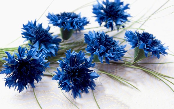 Hoa cẩm chướng màu xanh dương tươi đẹp