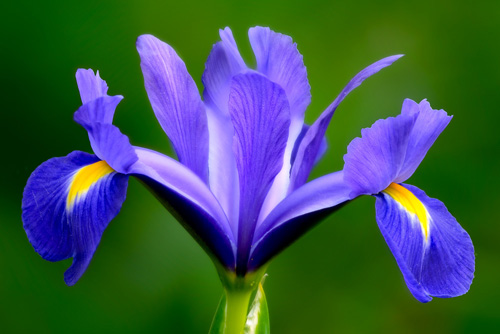 Hoa diên vỹ xanh dương độc đáo mới lạ nhất