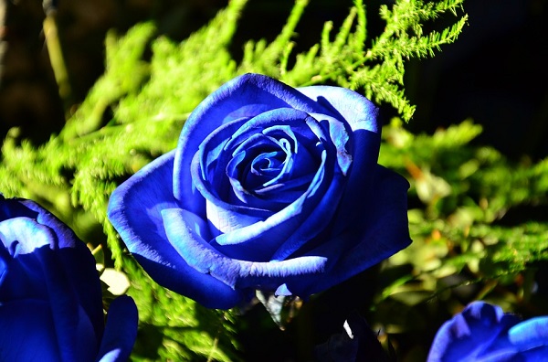 Hoa màu xanh dương nói lên sự lãng mạn trong tình yêu