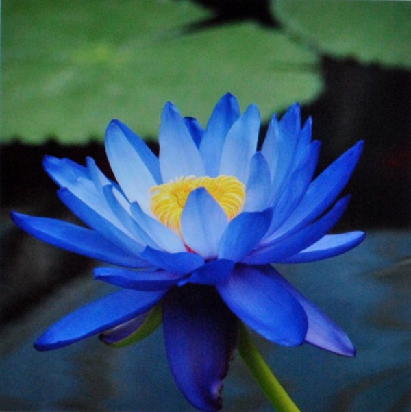 Hoa sen màu xanh dương biểu tượng vẻ đẹp và sự sống sự chiến thắng 