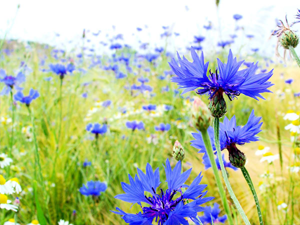 Hoa màu xanh dương có tác dụng làm dịu con người và giúp họ ngủ ngon hơn