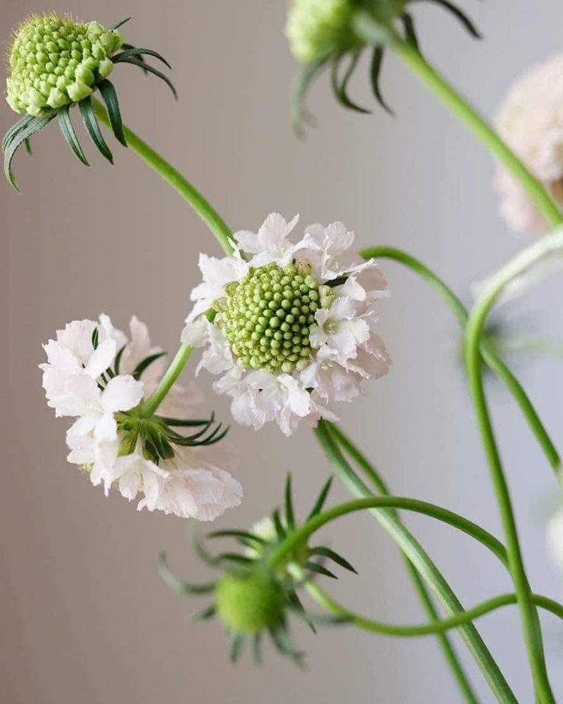 ý nghĩa của hoa scabiosa
