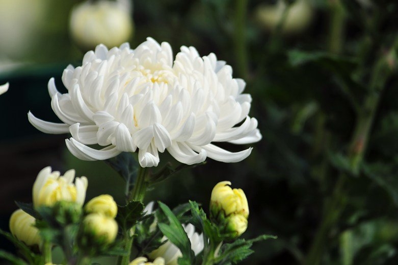 Hoa cúc trắng việt nam