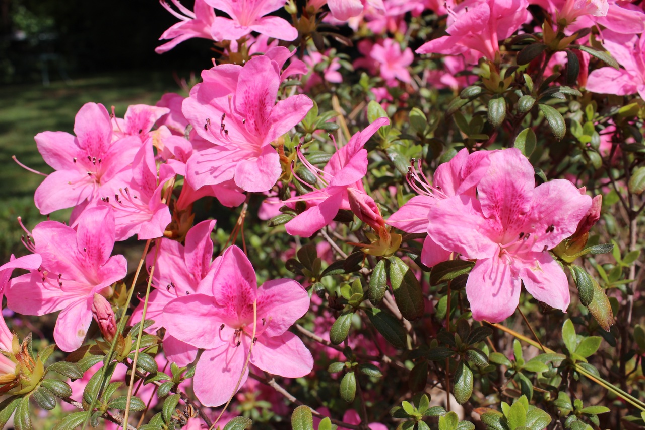 Hoa đỗ quyên hồng đại diện cho niềm vui