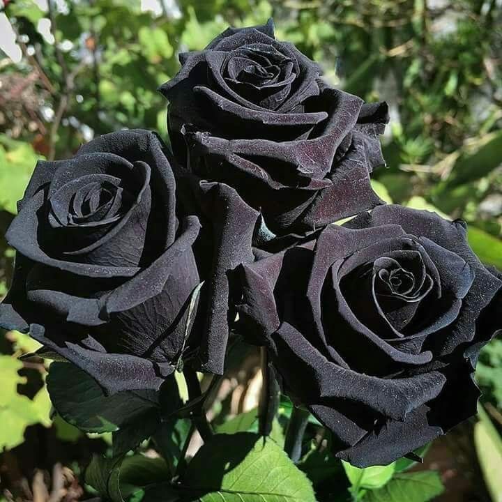 Ý nghĩa của hoa hồng nhung đen trong cuộc sống