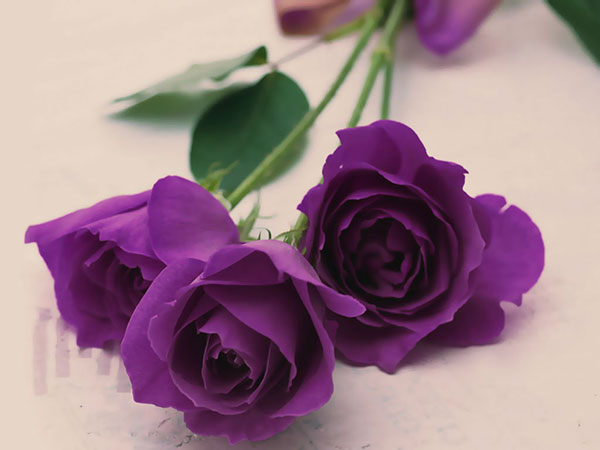 Hoa hồng tím mang đến nhiều ý nghĩa thật đặc biệt
