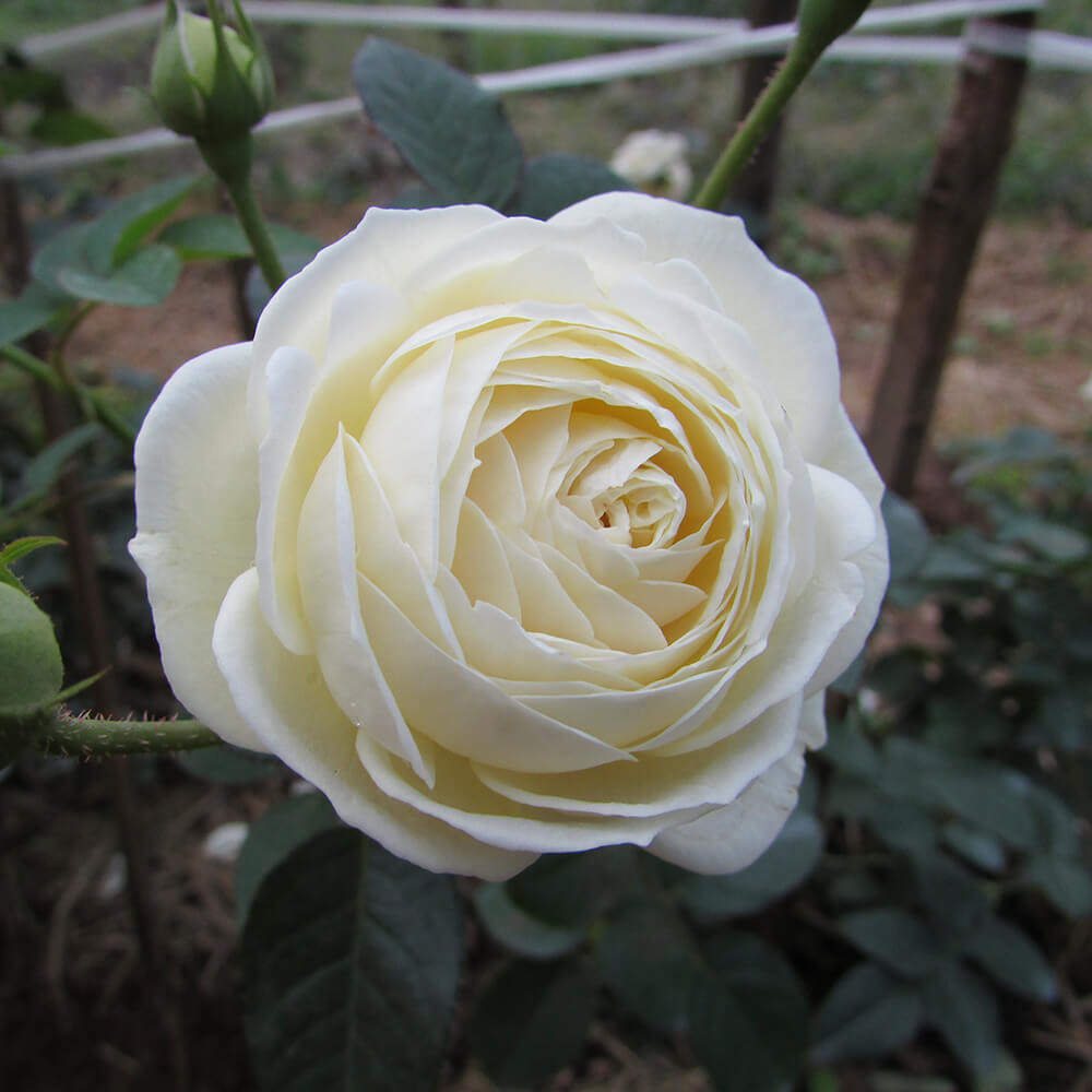 Hoa hồng trắng ở mỗi nền văn hóa khác nhau sẽ có ý nghĩa khác nhau