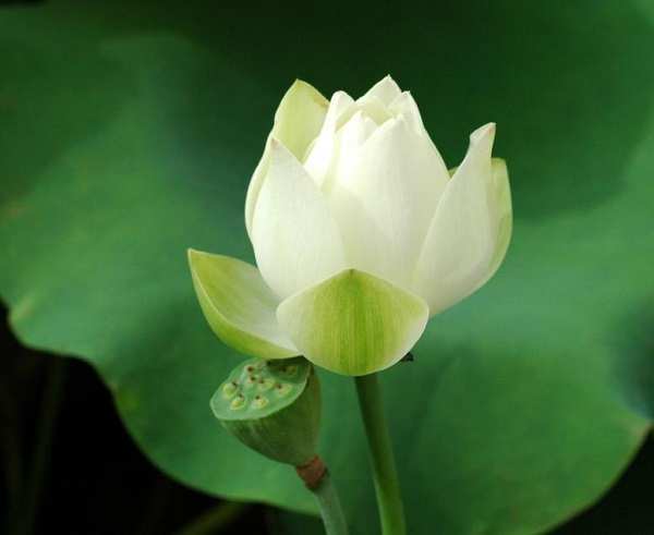Hoa sen xanh là biểu tượng tuyệt vời của sự thanh tao và thanh lịch. Nếu bạn là một người yêu hoa, hãy thưởng thức bức ảnh này để cảm nhận được sự thanh tao của hoa sen xanh nhé.