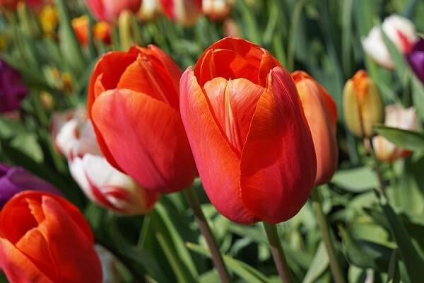 ảnh hoa tình yêu cực đẹp bởi loài hoa tulip