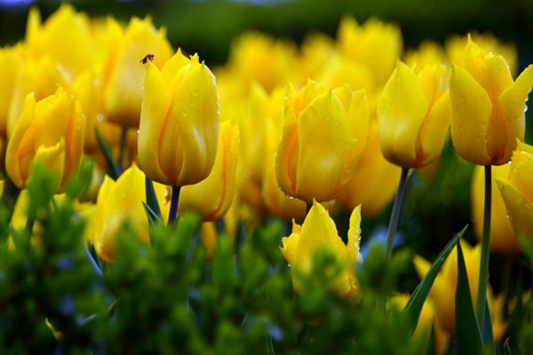 Ý nghĩa và truyền thuyết hoa tulip vàng 