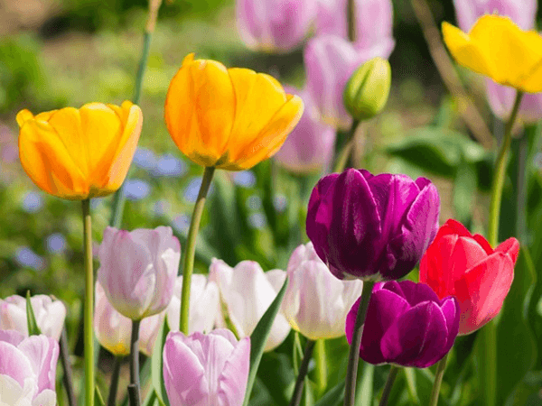 Hoa tulip là biểu tượng cho vẻ đẹp quyến rũ nhưng vô cùng mạnh mẽ của người con gái