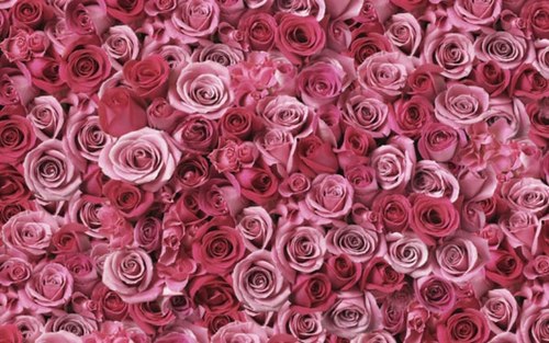 Khám phá vẻ đẹp các loài hoa màu hồng