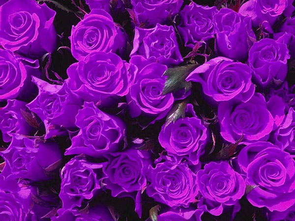 Hoa hồng tím mang nhiều ý nghĩa riêng biệt 