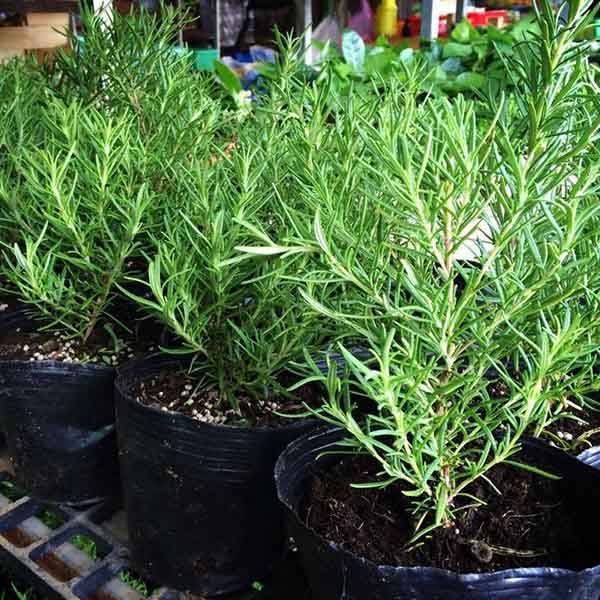 Bạn có thể tìm mua cây giống Hương Thảo tại các nhà vườn 